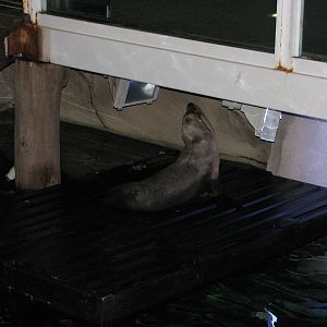 Sydney Aquarium 2007 - Australian Sea Lion