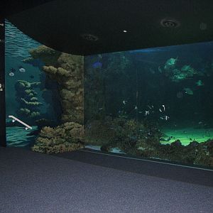 Sydney Aquarium 2007 - Fish tank
