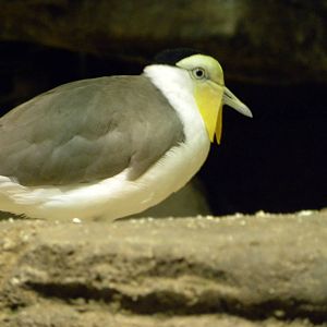 Australia: Wild Extremes