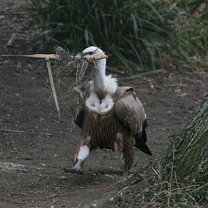 Griffon Vulture With Nesting Material #1