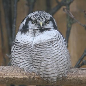 Hawk Owl