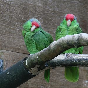 Rare Parrot Breeding Centre Inhabitants