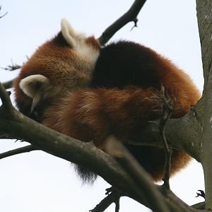 Sleeping Red Panda