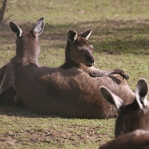 Kangaroo