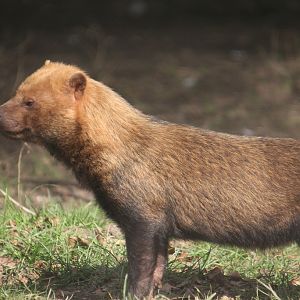 Bush Dog