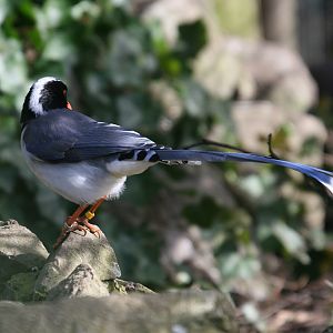 Red-billed Blue Pie #1