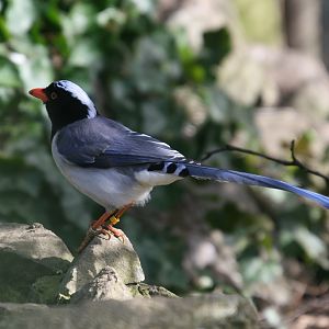 Red-billed Blue Pie #2