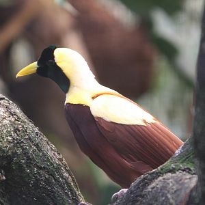 Red Bird of Paradise #1