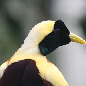 Red Bird of Paradise #2