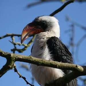 Von der Deckens Hornbill #5