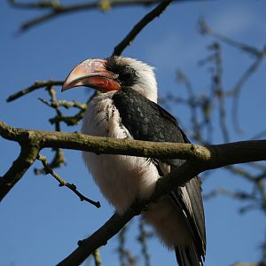 Von der Deckens Hornbill #6