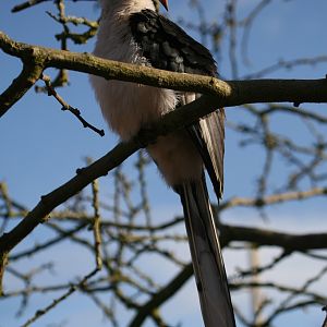 Von der Deckens Hornbill #7