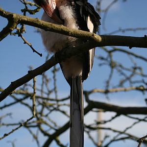 Von der Deckens Hornbill #8