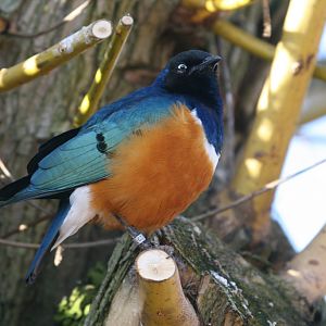 Superb Spreo Starling