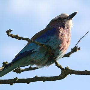 Lilac-Breasted Roller