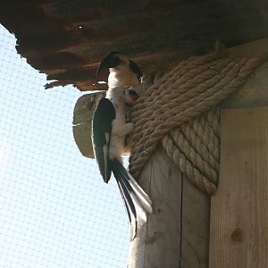 Von der Deckens Hornbill #9