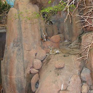 Brookfield Zoo 2003 - Klipspringer in Habitat Africa