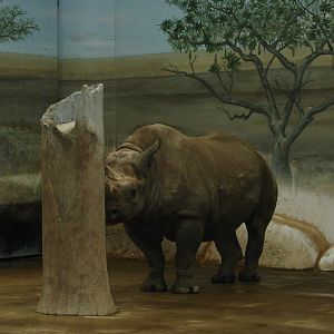 Brookfield Zoo 2003 - Black Rhinoceros inside the Pachyderm House