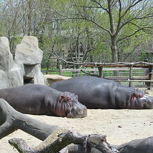 Brookfield Zoo 2003 - Hippopotamus at the Pachyderm House