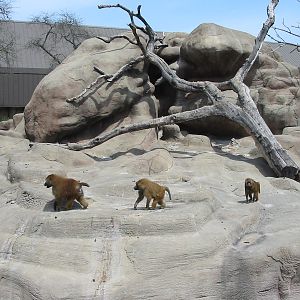 Brookfield Zoo 2003 - Guinea baboons on the Baboon Rock