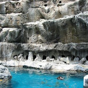 Brookfield Zoo 2003 - Humboldt Penguin exhibit in the Living Coast