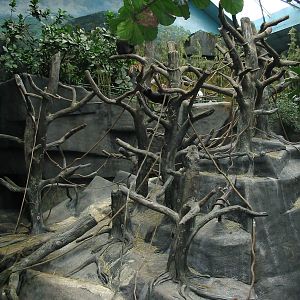 Brookfield Zoo 2003 - Gorilla exhibit in Tropic World