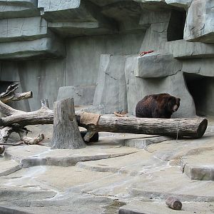 Brookfield Zoo 2003 - Alaskan Brown Bear in the old Bear Grottos