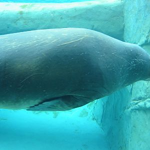 Brookfield Zoo 2003 - Pacific Walrus underwater