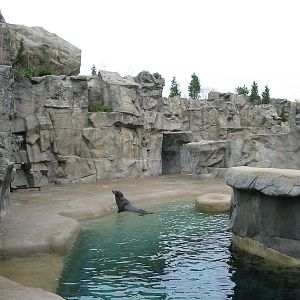 Brookfield Zoo 2003 - California Sea Lion pool in the Pinniped Point