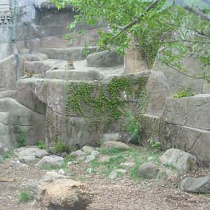 Brookfield Zoo 2003 - Amur Leopard exhibit in Fragile Desert