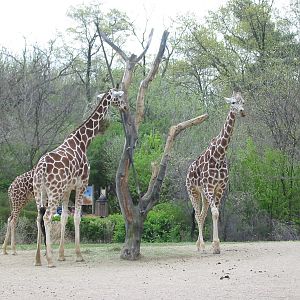 Brookfield Zoo 2003 - Reticulated Giraffe in Habitat Africa