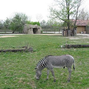 Brookfield Zoo 2003 - Gervy Zebra exhibit