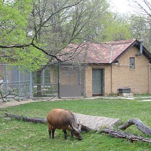 Brookfield Zoo 2003 - Forest Buffalo exhibit
