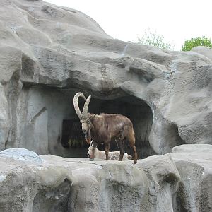 Brookfield Zoo 2003 - Siberian Ibex buck on the now demolished Ibex Rock