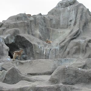 Brookfield Zoo 2003 - Siberian Ibex on the now demolished Ibex Rock