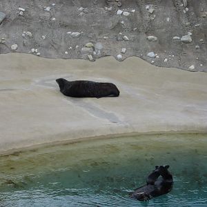 Brookfield Zoo 2003 - Northern Fur Seals in Pinniped Point