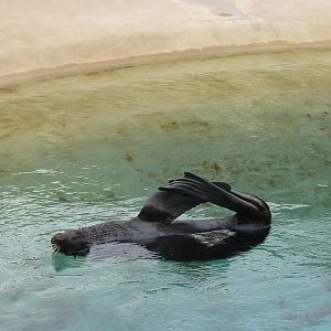 Brookfield Zoo 2003 - Northern Fur Seal enjoys himself