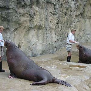 Brookfield Zoo 2003 - Pacific Walrus feeding