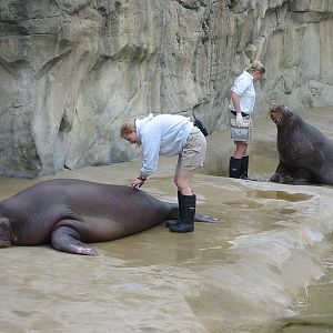 Brookfield Zoo 2003 - Pacific Walrus feeding