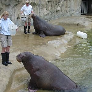 Brookfield Zoo 2003 - Pacific Walrus feeding