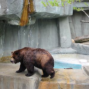 Brookfield Zoo 2003 - Alaskan Brown Bear in the old Bear Grottos