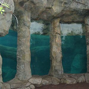 Cincinnati Zoo 2003 - Polar Bear exhibit underwater viewing