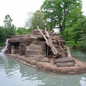 Cincinnati Zoo 2003 - Bharal or Blue Sheep exhibit