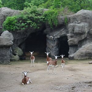 Cincinnati Zoo 2003 - Mhoor Gazelle exhibit