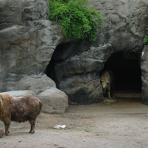Cincinnati Zoo 2003 - Sichuan Takin exhibit
