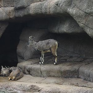 Cincinnati Zoo 2003 - Bharal or Blue Sheep kids
