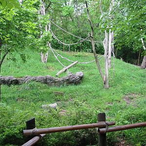 Cincinnati Zoo 2003 - Mixed Orangutan and Gibbon exhibit