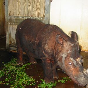 Cincinnati Zoo 2003 - Beautiful Sumatran Rhinoceros