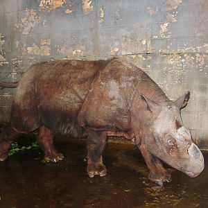Cincinnati Zoo 2003 - Beautiful Sumatran Rhinoceros