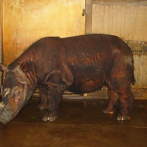 Cincinnati Zoo 2003 - Beautiful Sumatran Rhinoceros